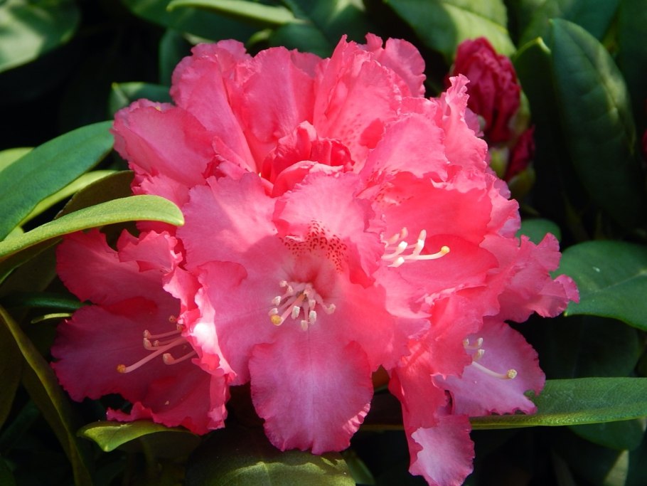 Рододендрон Morgenrot