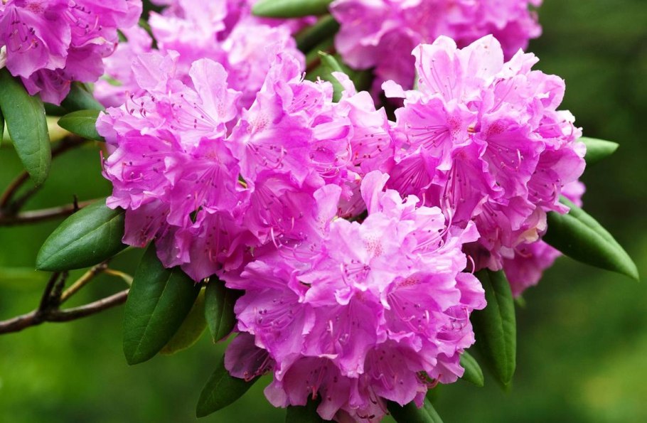 Рододендрон гибридный Danuta