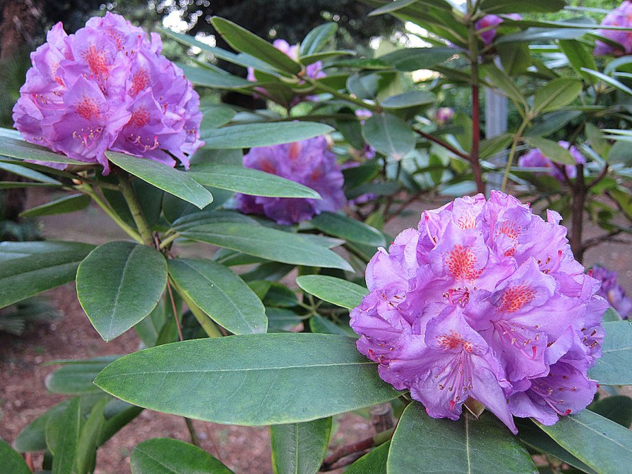 Рододендрон вечнозеленый