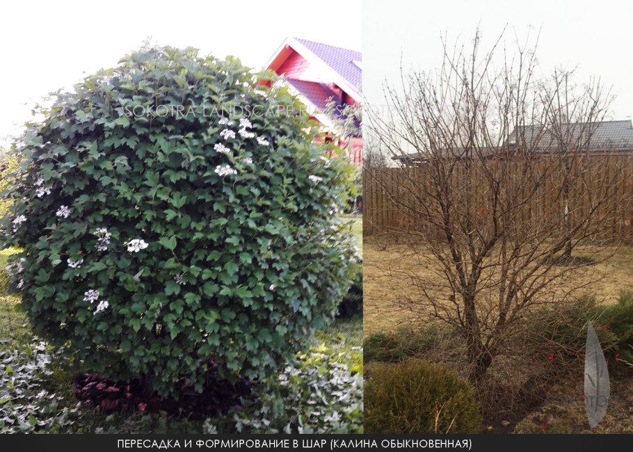 Калина обыкновенная крона