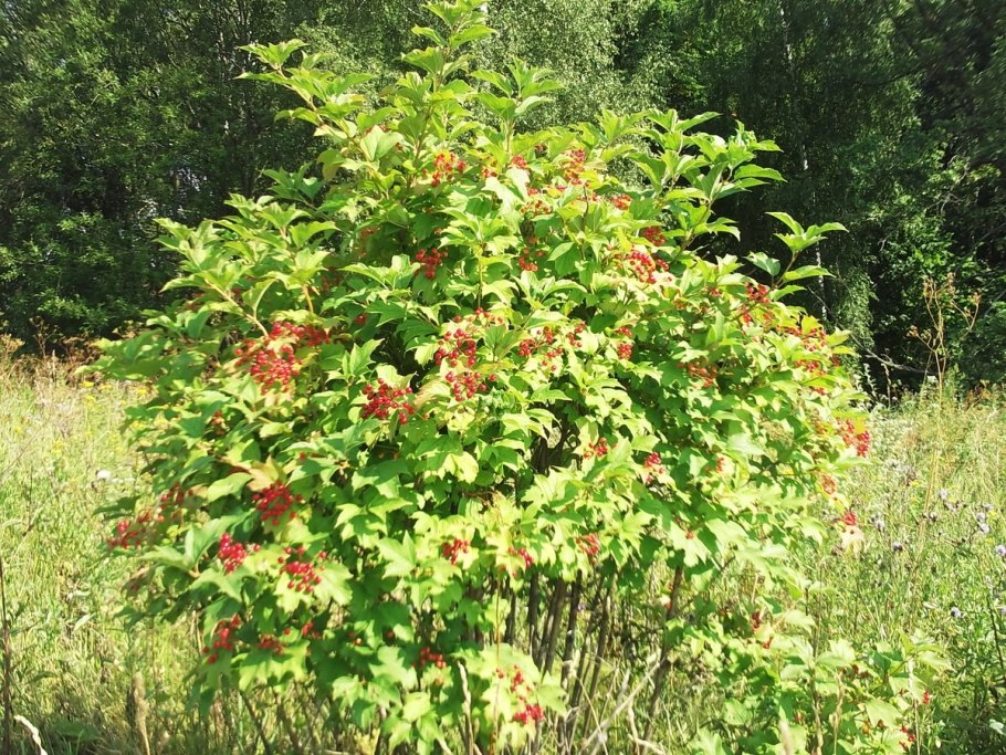 Калина бульденеж