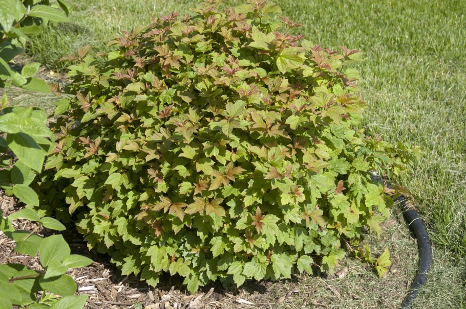 Калина обыкновенная Viburnum opulus