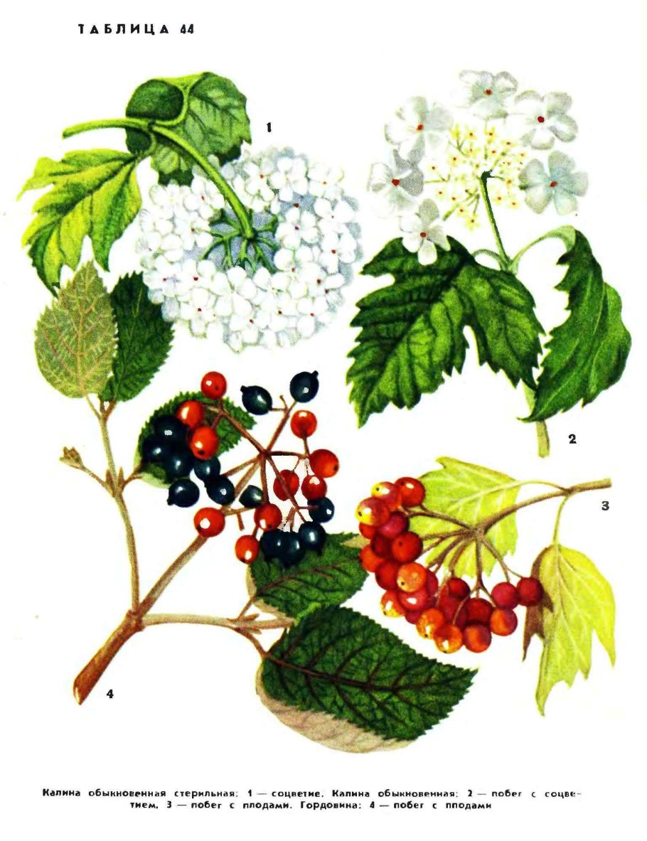 Калина бульденеж