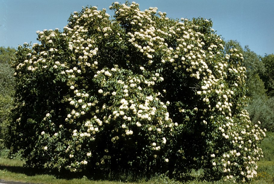 Калина бульденеж диаметр кроны