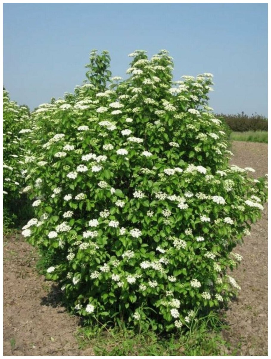 Калина гордовина Viburnum Lantana