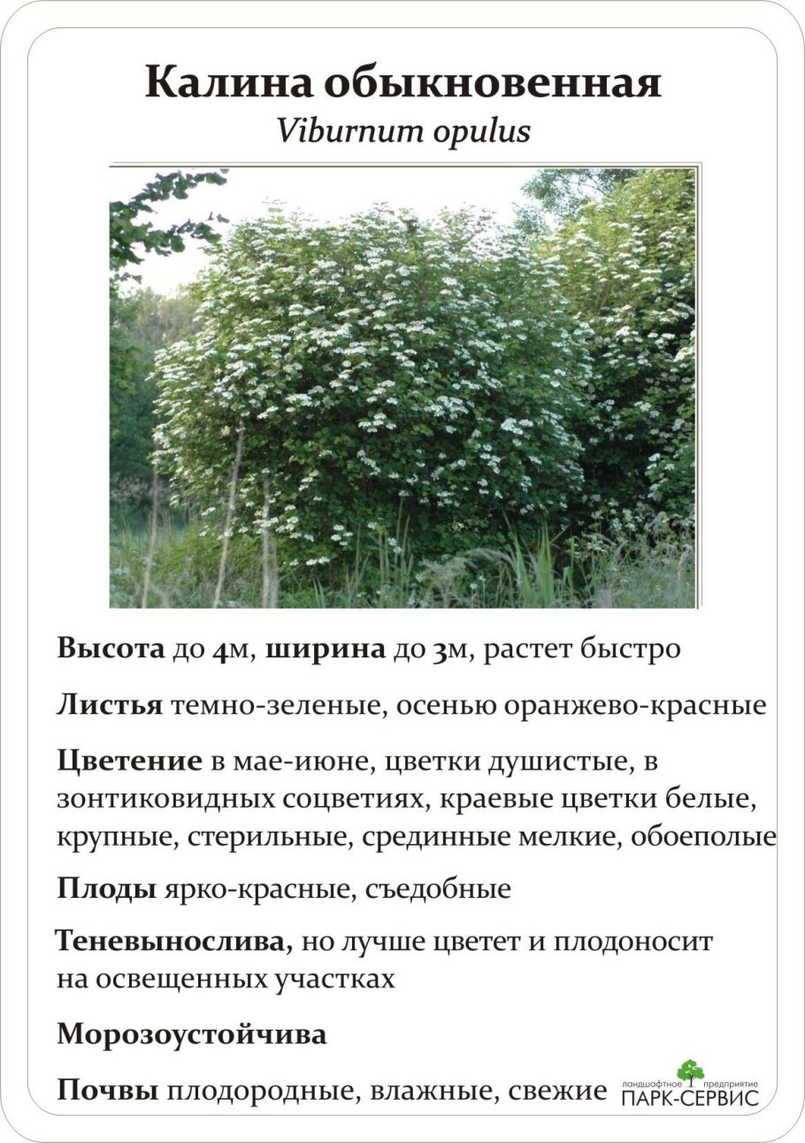 Паспорт кустарника Калина