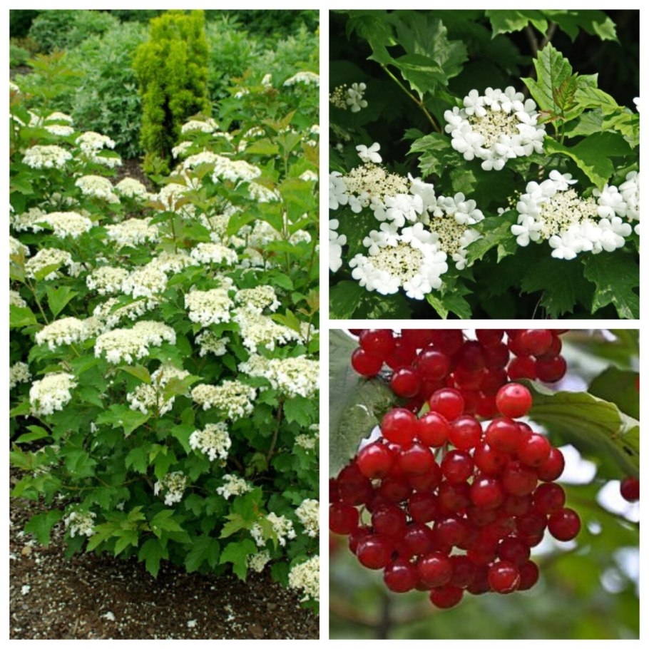 Кустарник Калина бульденеж