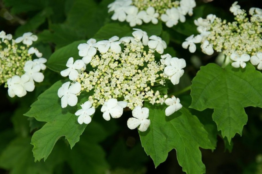 Калина обыкновенная viburnum opulus