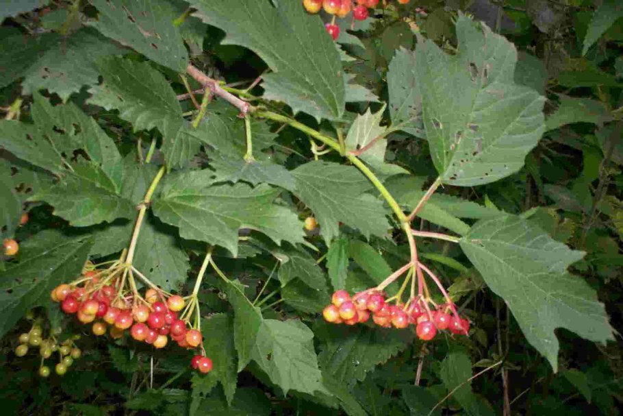 Калина обыкновенная