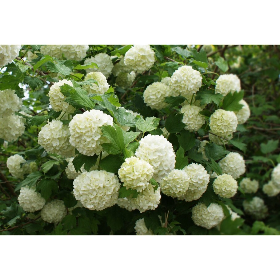 Калина обыкновенная, гордовина