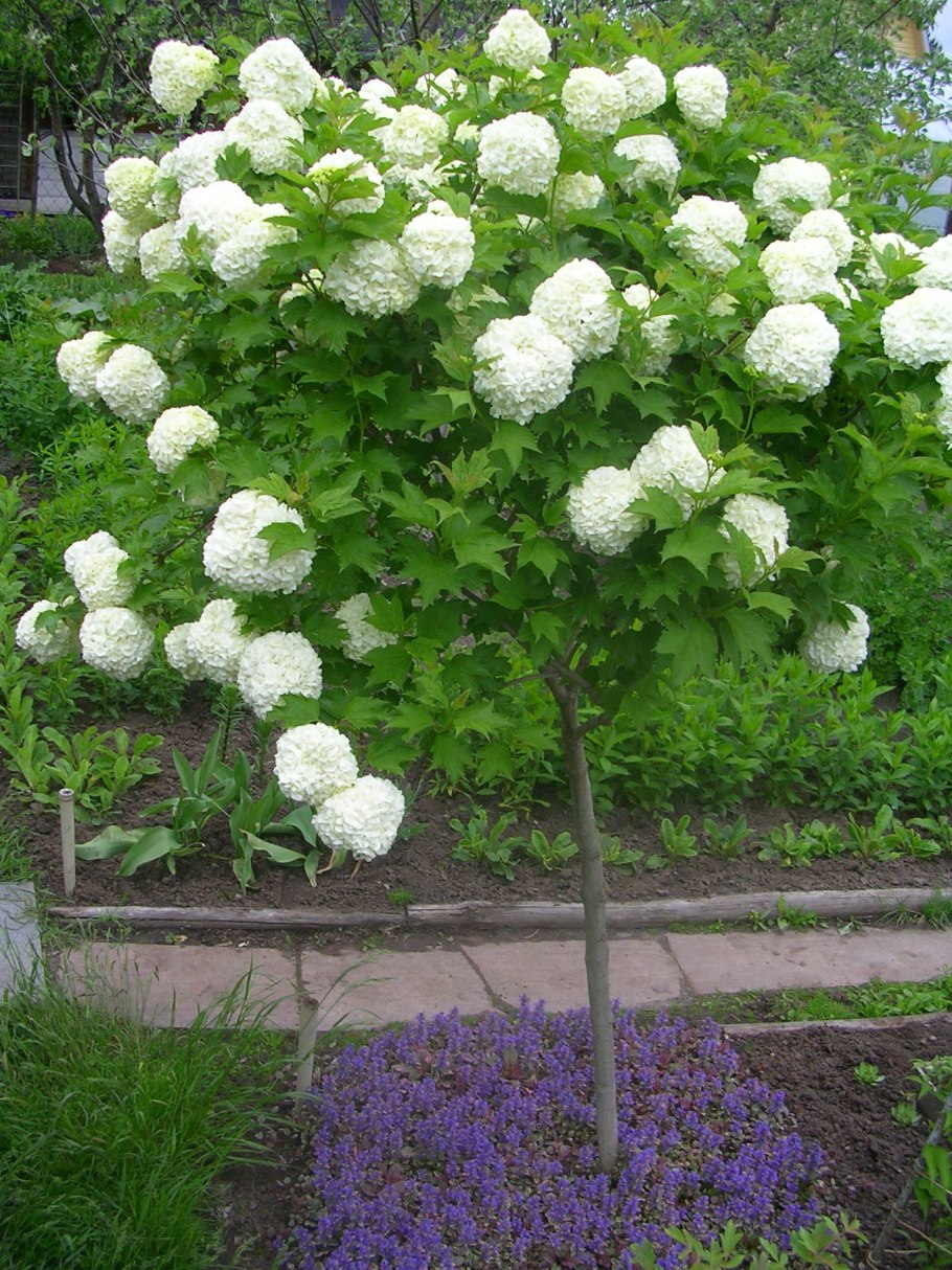 Калина обыкновенная Розеум