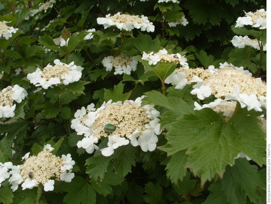 Калина декоративная бульденеж