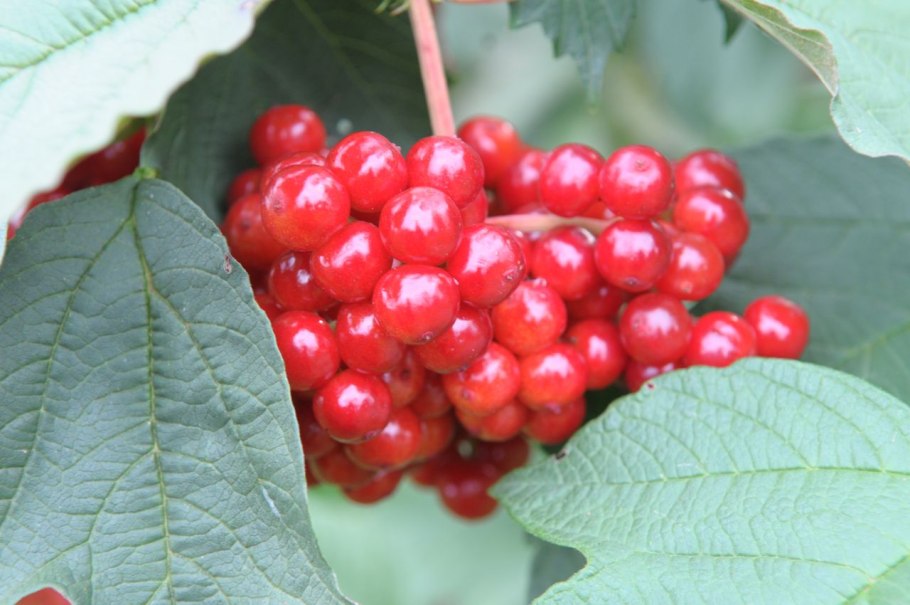 Калина обыкновенная (Viburnum opulus &#96;Roseum&#96;)