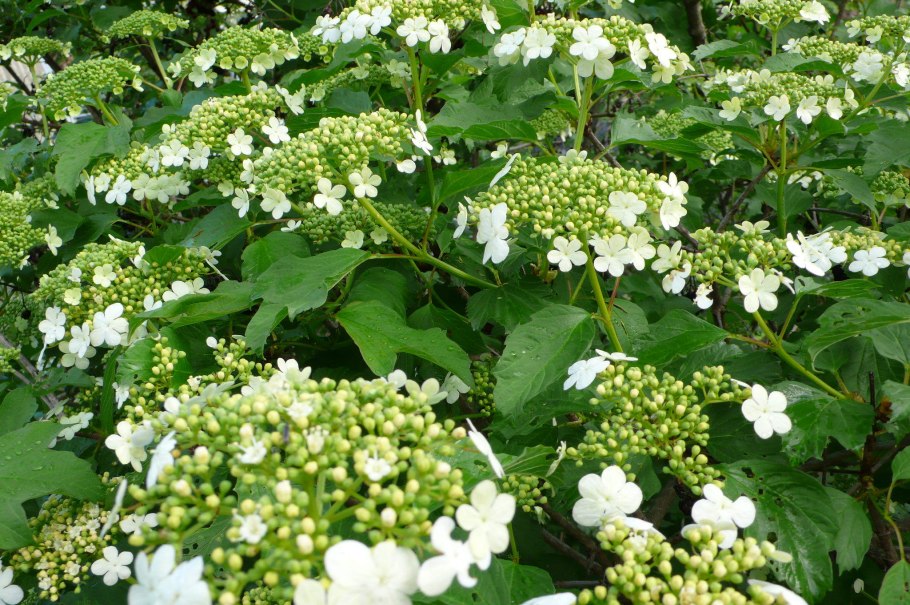 Калина куст