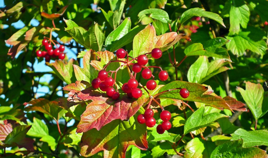 Калина обыкновенная Вигоровская