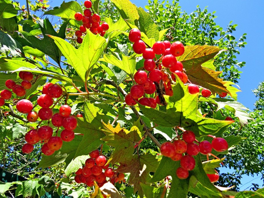 Калина обыкновенная саженцы