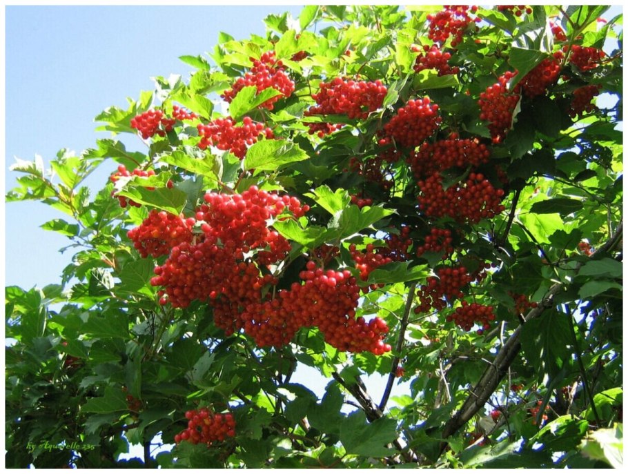 Калина обыкновенная кустарник