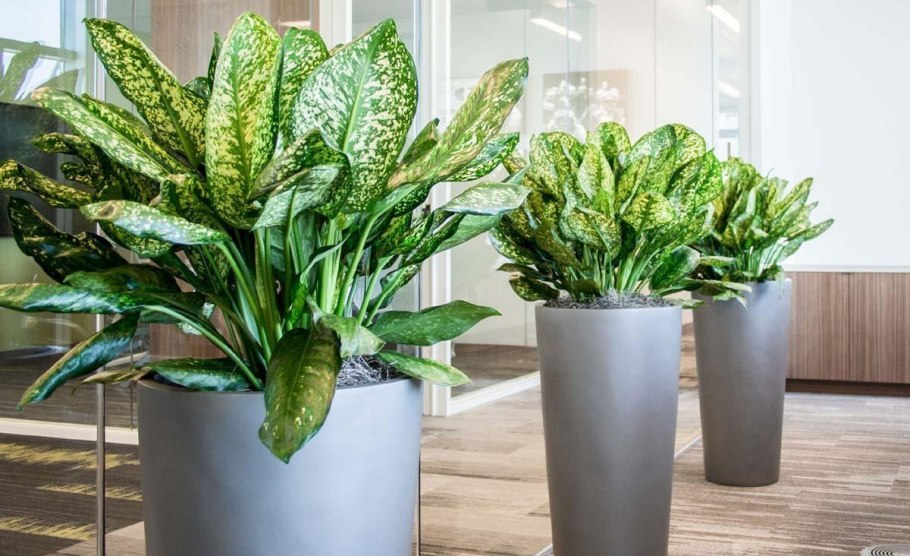 Драцена душистая Dracaena