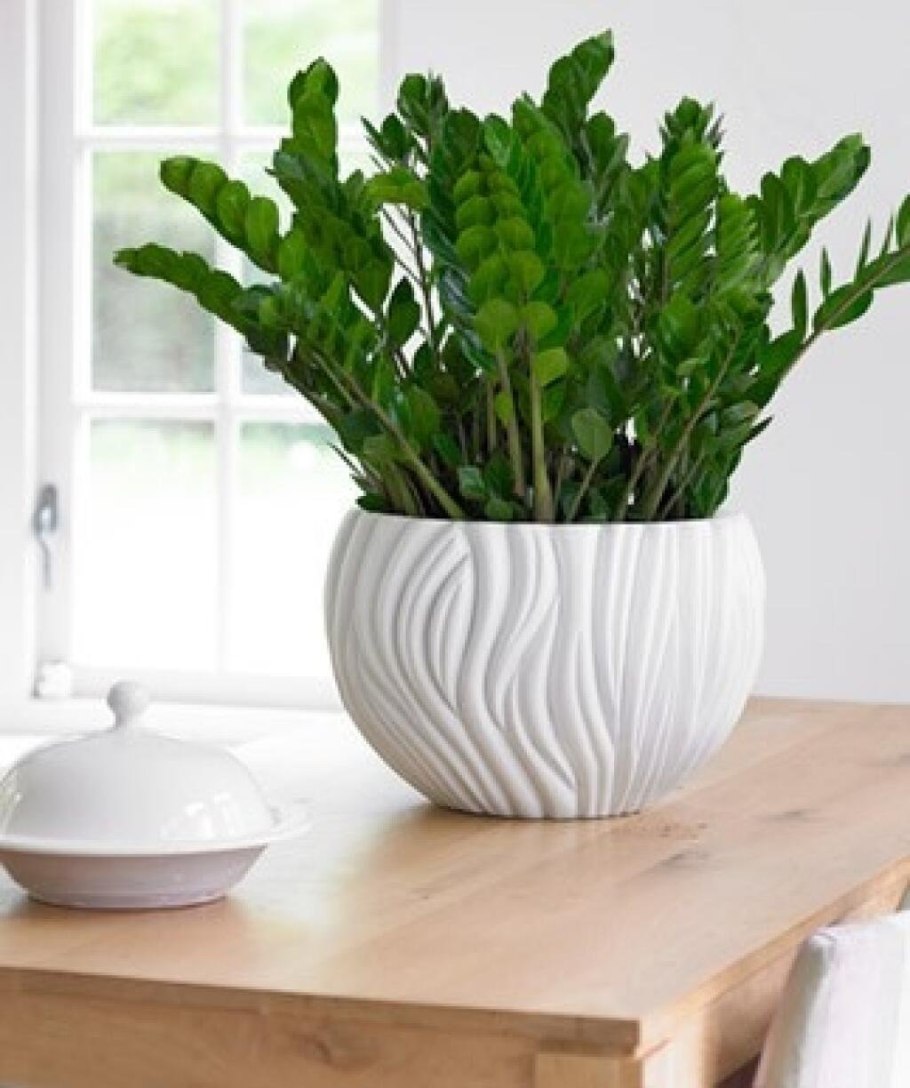 Замиокулькас цветет