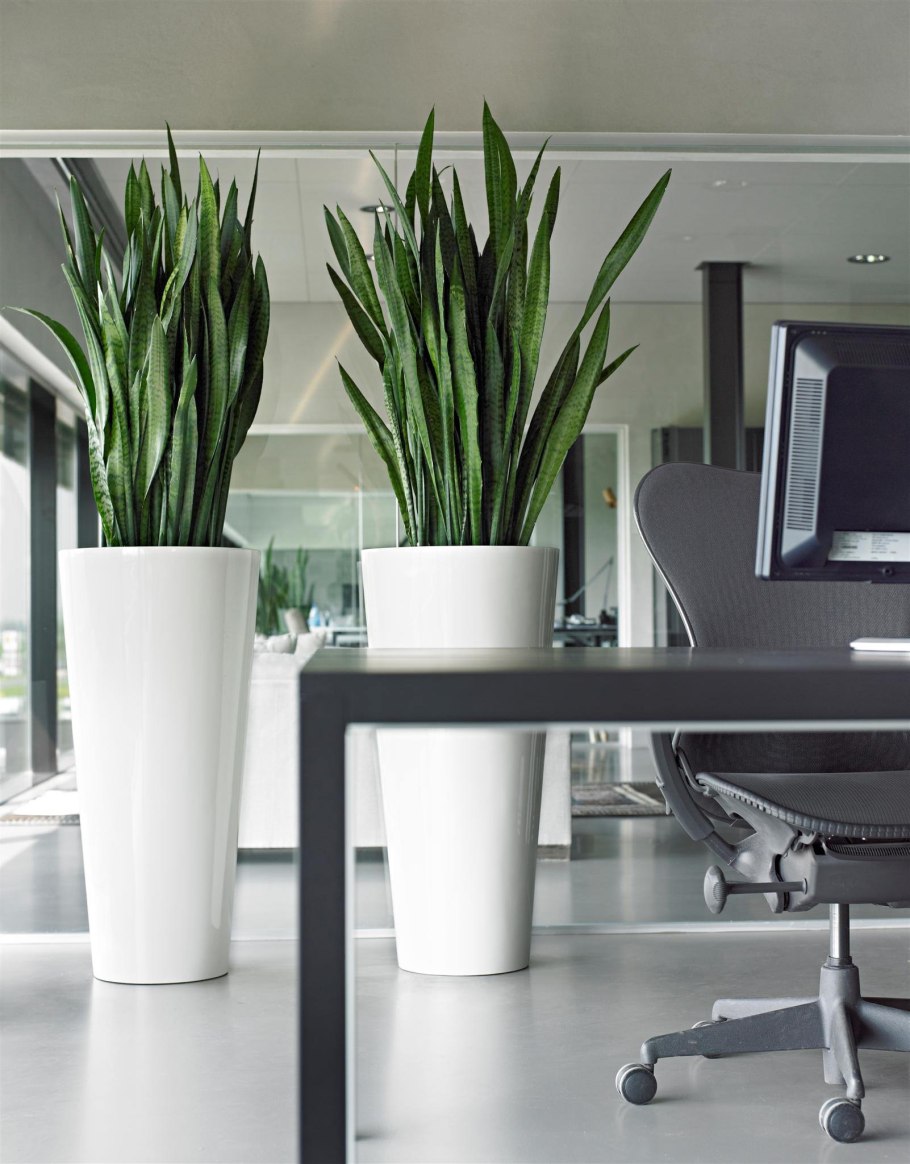 Сансевиерия в интерьере