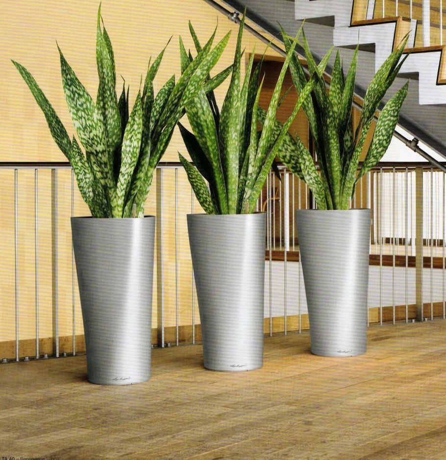 Диффенбахия комнатное растение