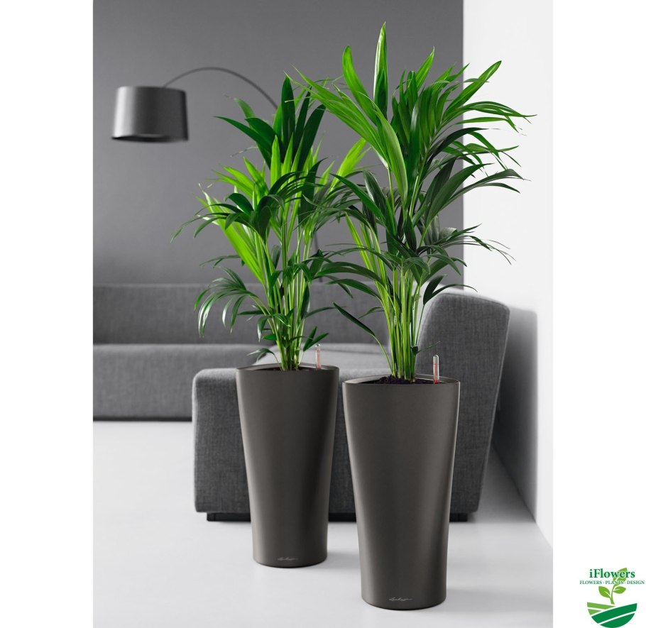 Неприхотливые офисные цветы