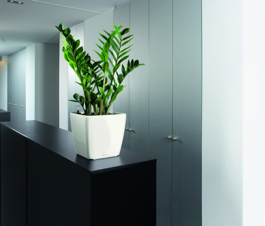 Кашпо Lechuza Квадро