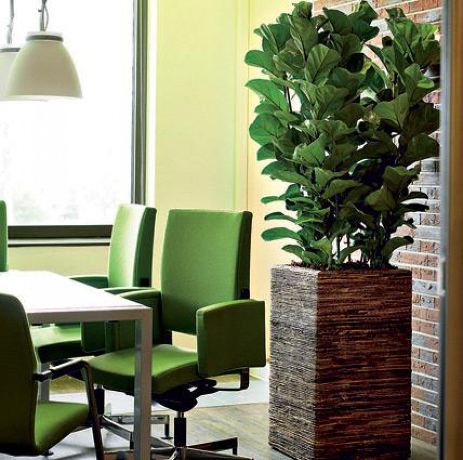 Хлорофитум Lechuza