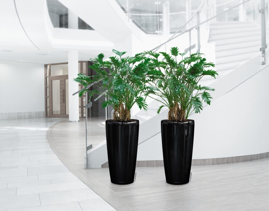 Офисное растение замиокулькас