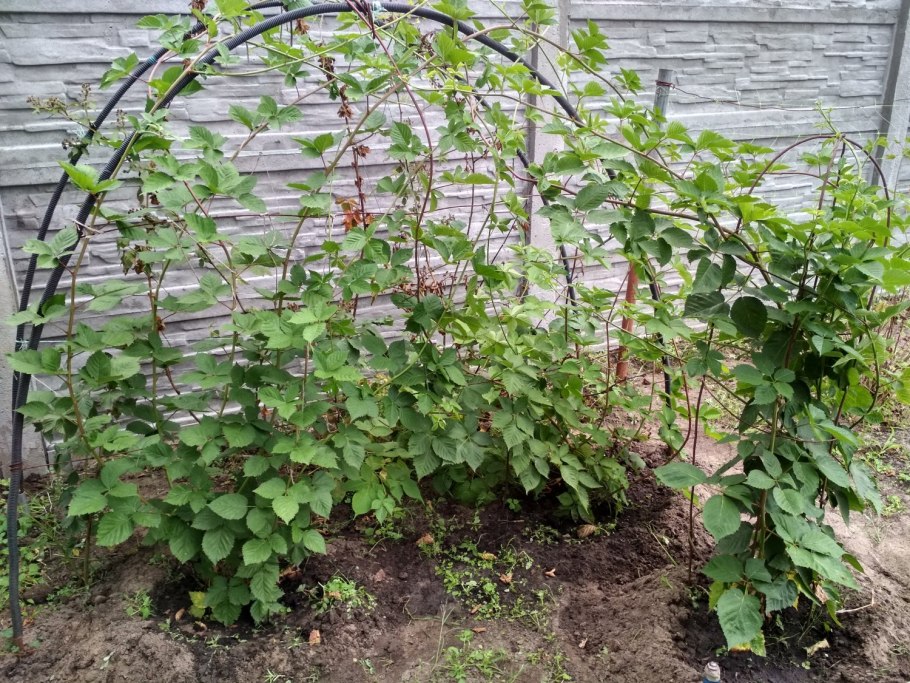Тенелюбивые плодовые кустарники