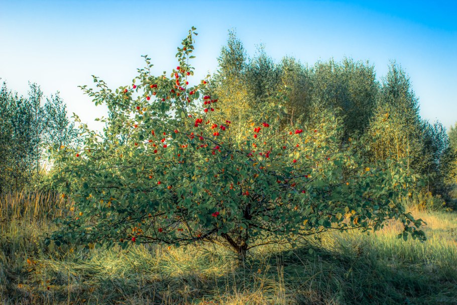 Яблоня Лесная (дичок)
