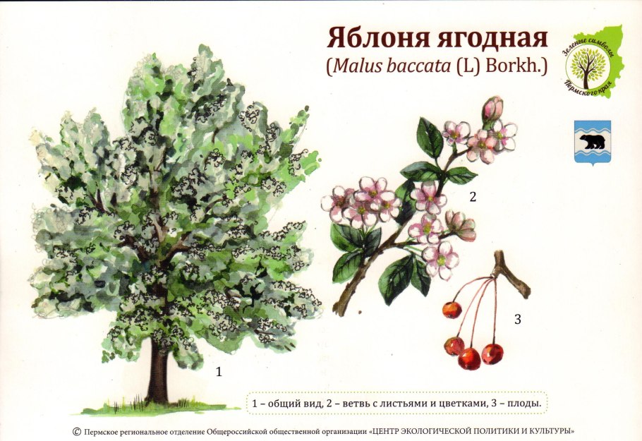 Строение яблони