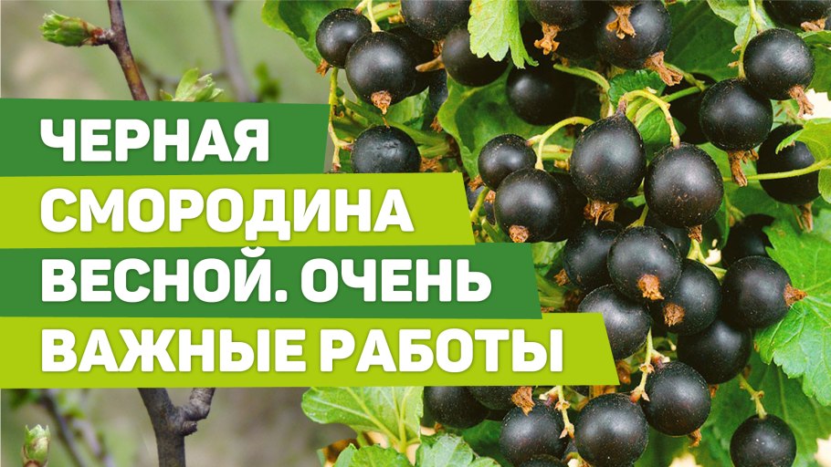 Первая ягода на огороде