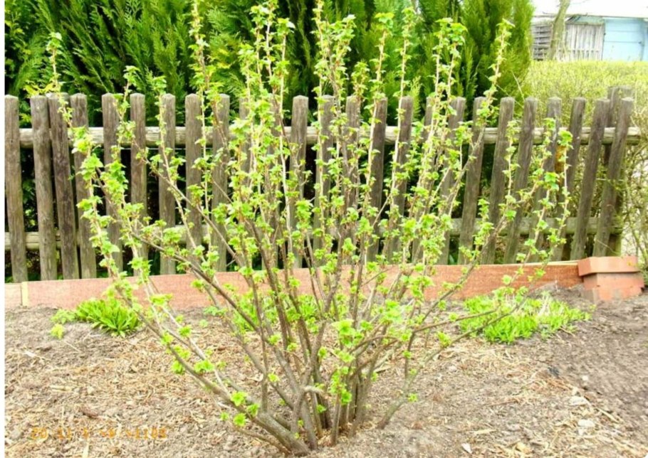 Куст смородины ранней весной