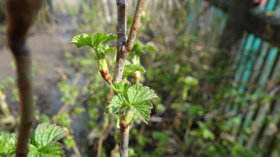 Крыжовник смородина побеги