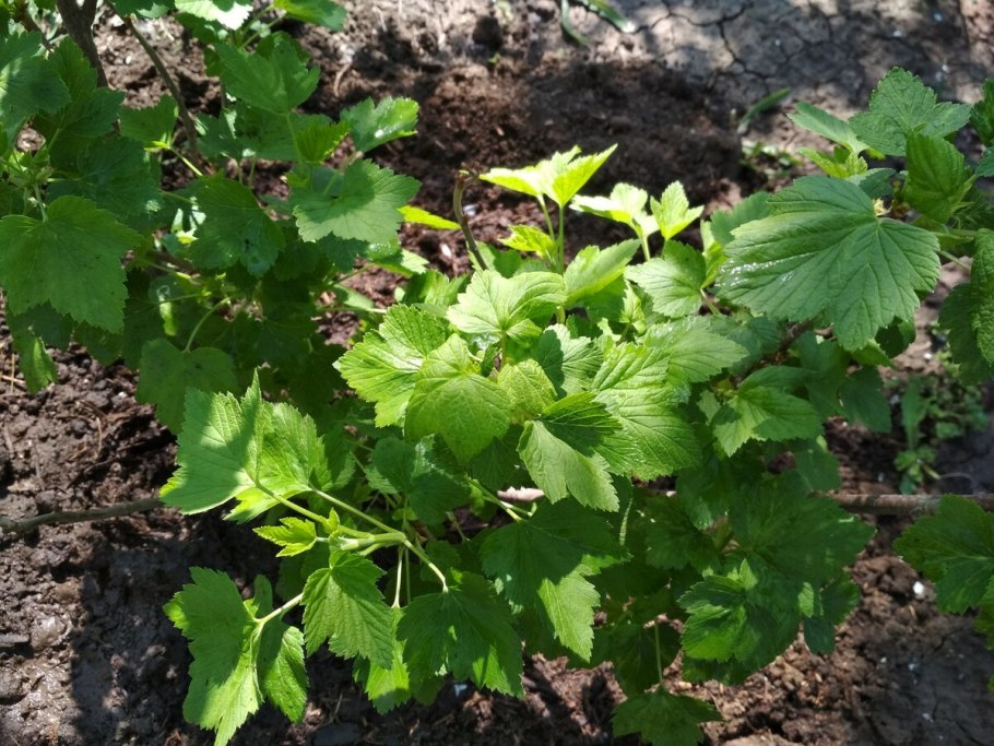 Куст смородины весной