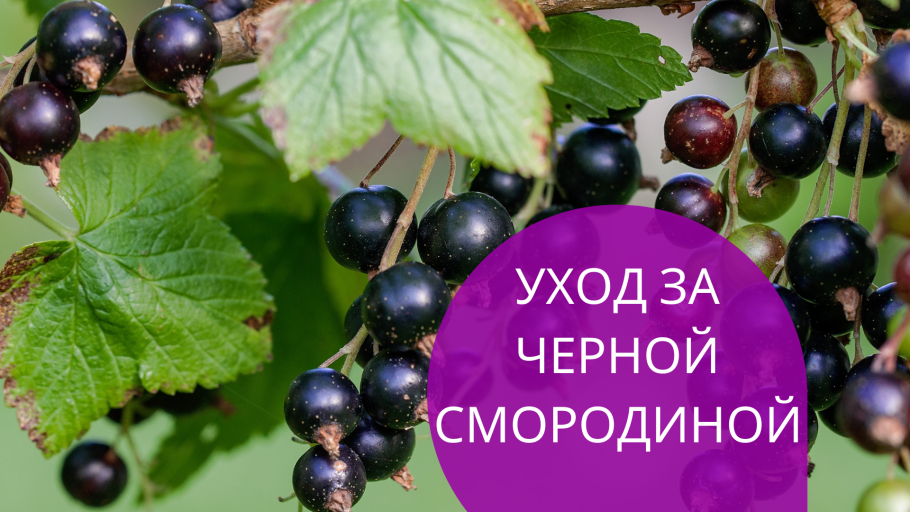 Смородина кладезь витаминов