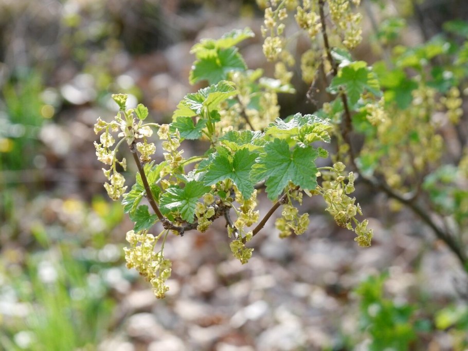Ribes niveum куст