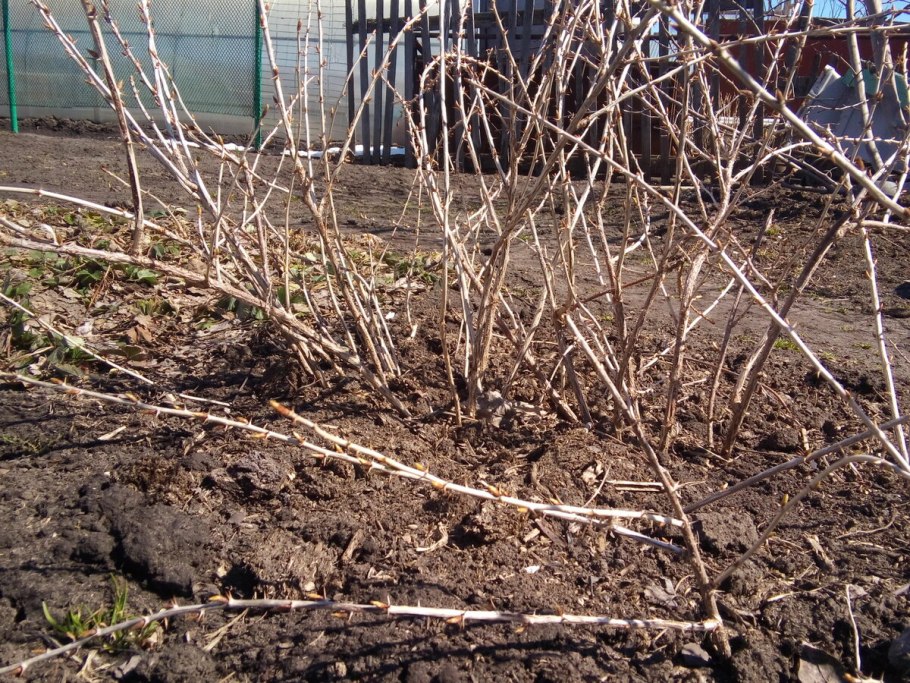 Саженцы крыжовника осенью