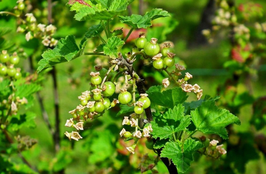 Ribes niveum куст