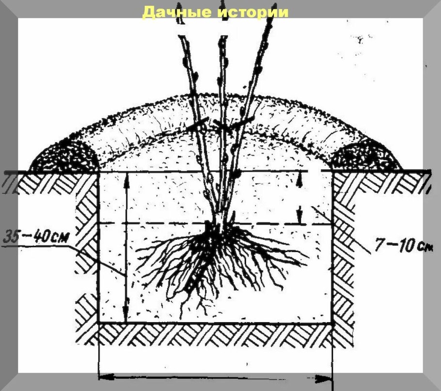 Как правильно обрезать смородину