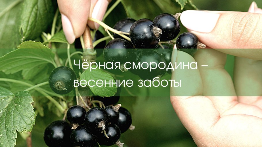 Посадка смородины весной в открытый грунт саженцами