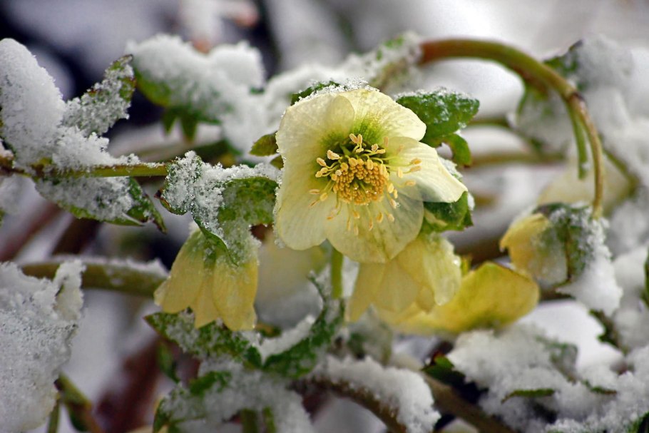 Февральские цветы