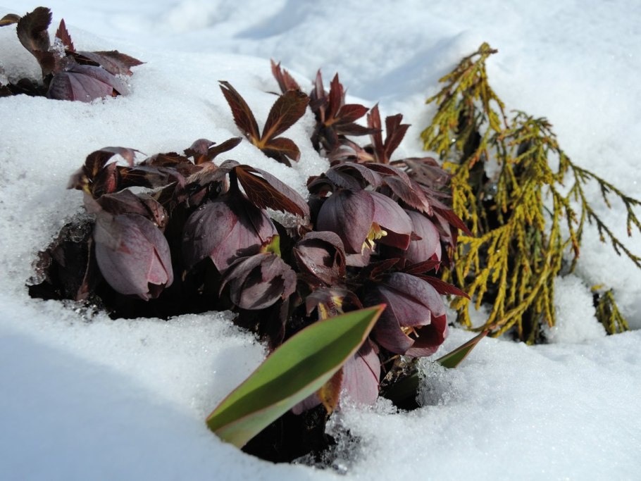 Морозник зимний цветок