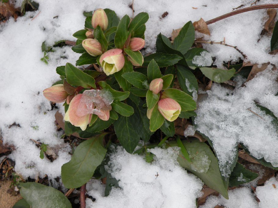 Морозник роза Христа цветок