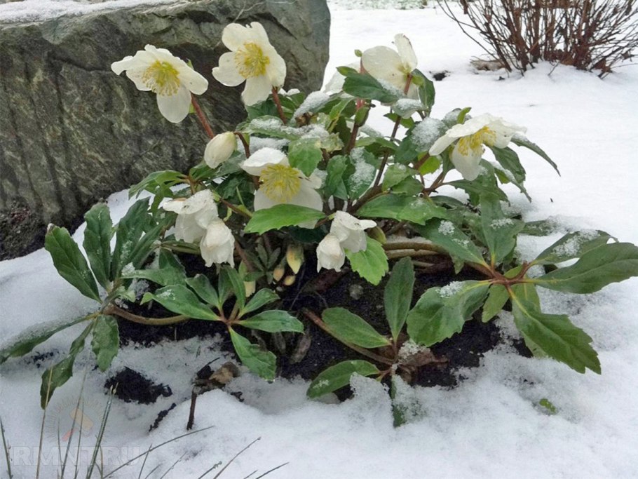 Геллеборус морозник Рождественская роза