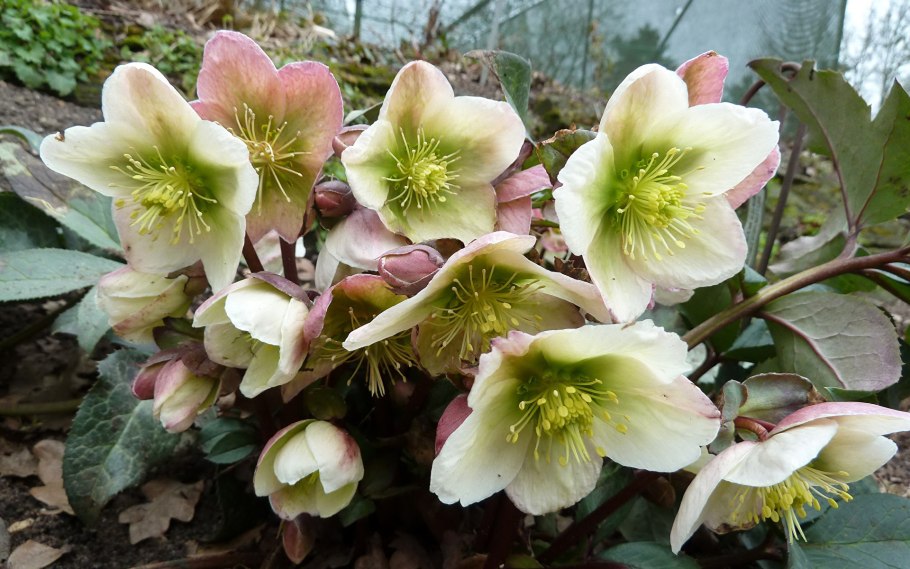 Морозник Helleborus