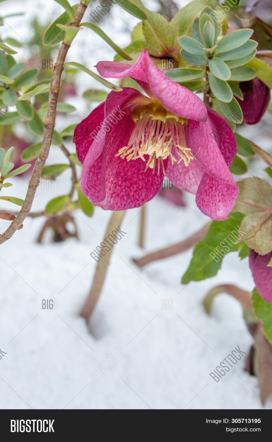 Морозник геллеборус Рождественская звезда