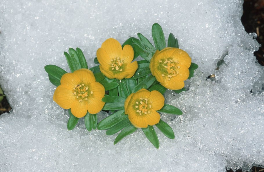 Морозник кустарниковый