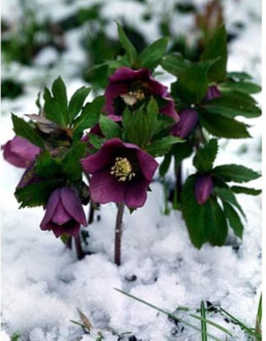 Весенние цветы морозник